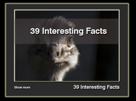 39 inter -about ostrich-en