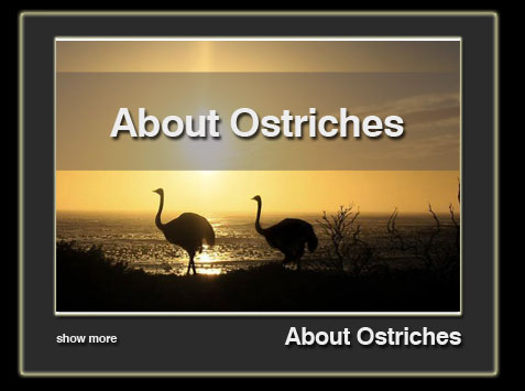 about-ostriches-en