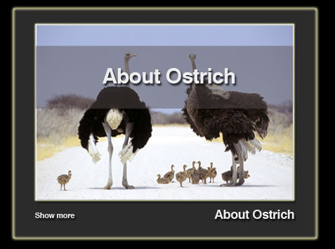 info-about ostrich-en