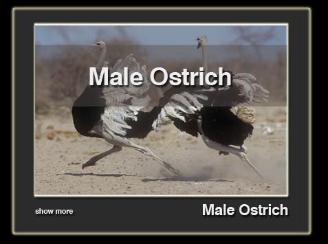 male-ostrich-en