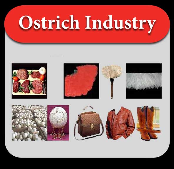 ostrich-industry-en