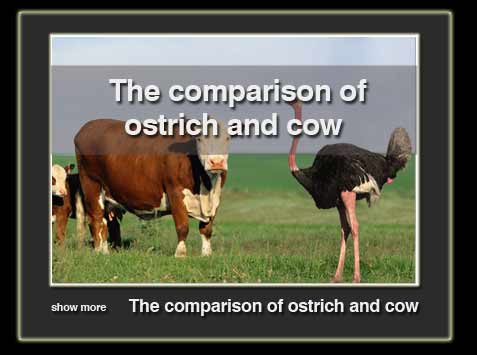 tafavote-cow-ba-ostrich-en